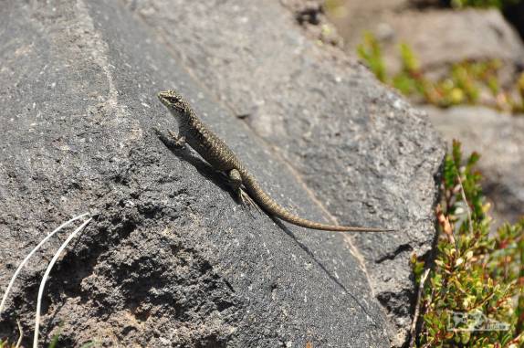 No início da caminhada em direção ao vulcão Lanín, um pequeno lagarto nos mostra como é fácil escalar! (região de Junín de Los Andes, na Argentina)